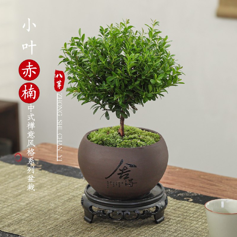 八芽园艺 绿植盆栽任选9.8元 小叶赤楠舍得紫砂盆